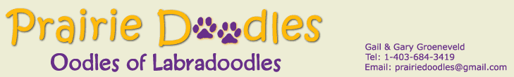 Alberta labradoodle breeder: Prairie Doodles Labradoodles