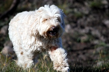 alberta labradoodle