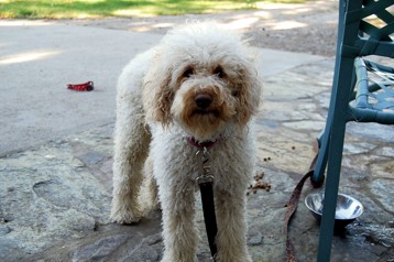 alberta labradoodle