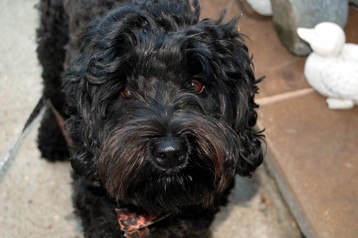 alberta labradoodle puppy