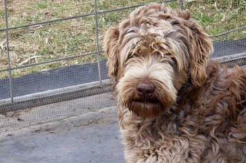 alberta labradoodle